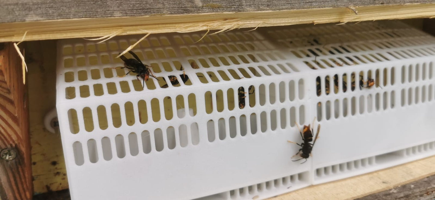 Piège à frelons asiatiques anti intrusion pour ruches - tarifs dégressifs