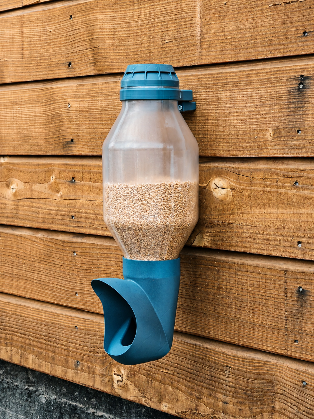 Mangeoire à poule Cocobol transparente fixée sur un mur en bois, avec grain visible et système anti-gaspillage