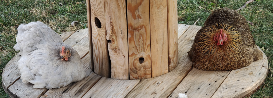 Comment protéger la nourriture de vos poules des rats ?