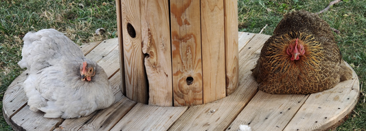 Comment protéger la nourriture de vos poules des rats ?