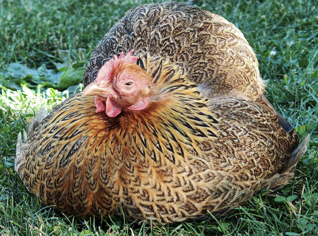 🐔 Bien nourrir ses poules sans gaspillage : le guide complet