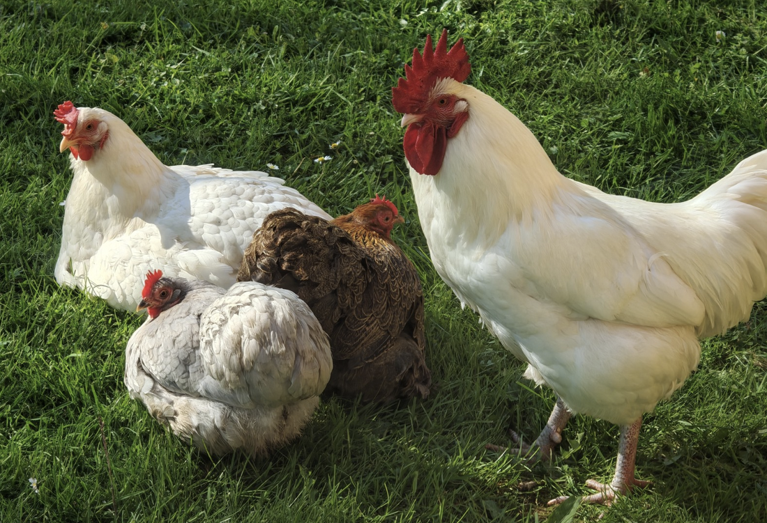 L'équipe Cocobol : une équipe de choc... à plumes !