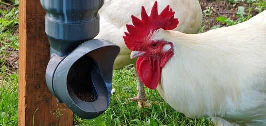 Comment choisir sa mangeoire anti‑nuisibles ? (Guide 2025)