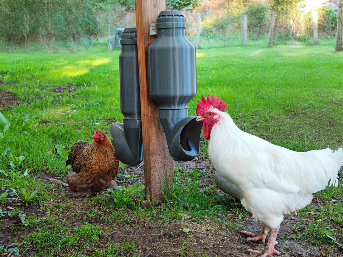 Pourquoi choisir une mangeoire à poule Cocobol ?