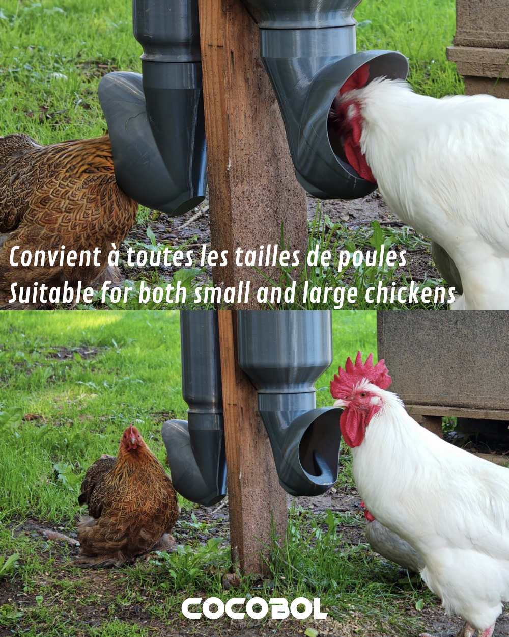 Mangeoire poule anti rats réservoir rectangulaire – Cocobol