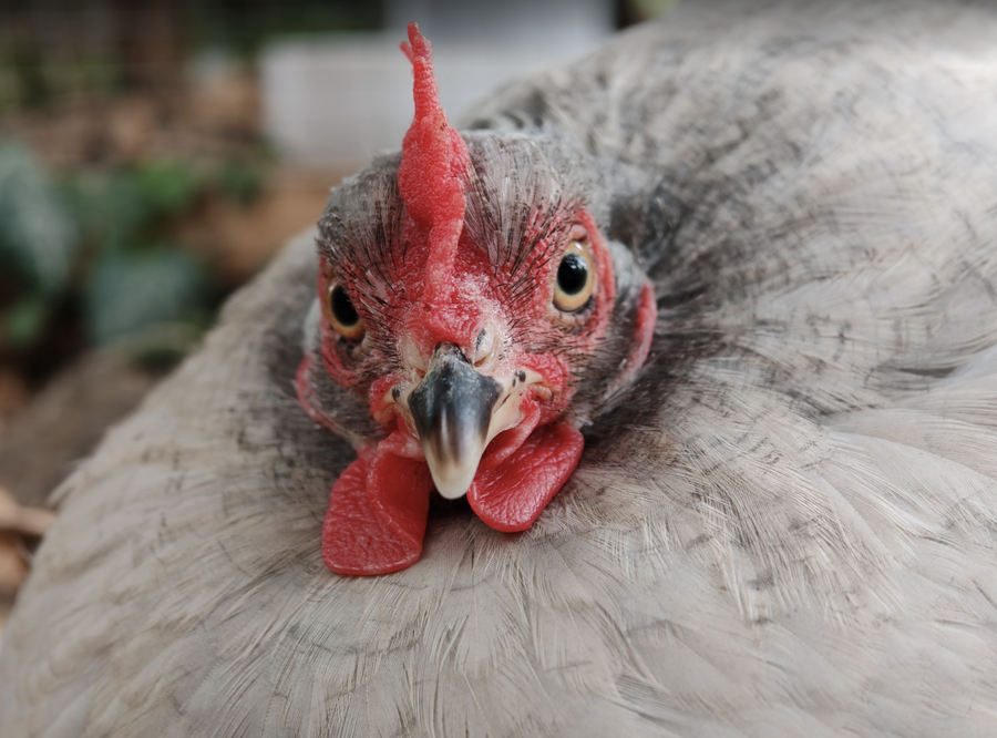 Moins de pertes, moins de nuisibles attirés, des poules heureuses