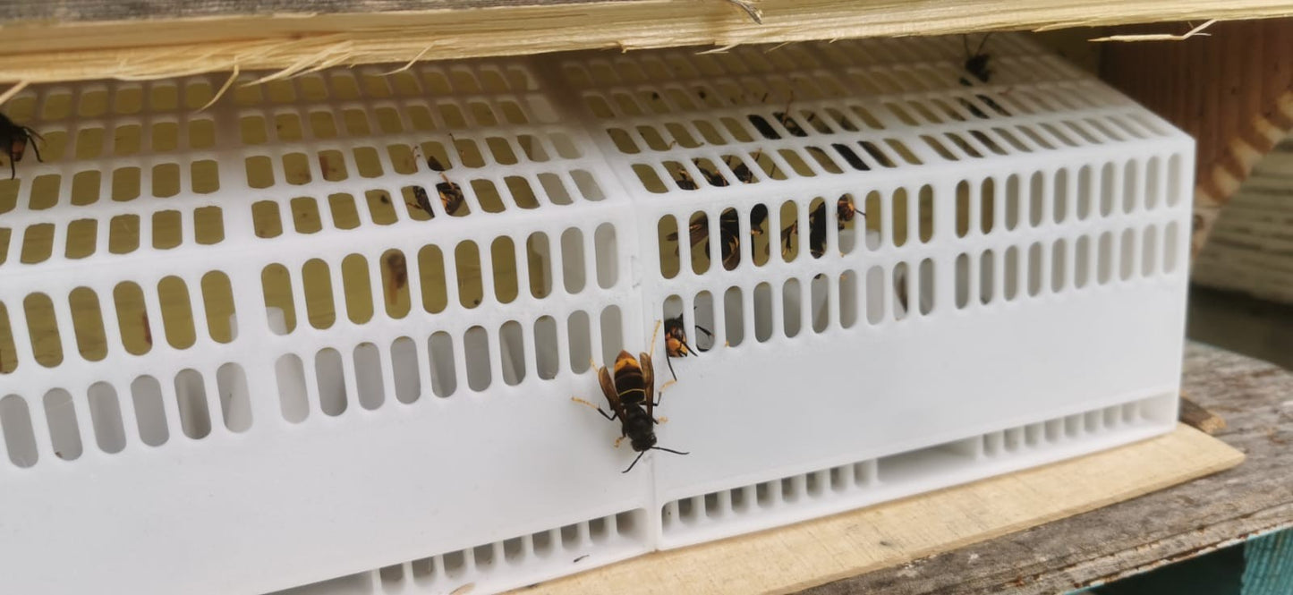 Piège à frelons asiatiques anti intrusion pour ruches - tarifs dégressifs