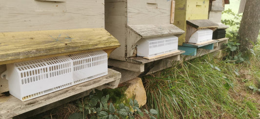 Piège à frelons asiatiques anti intrusion pour ruches - tarifs dégressifs