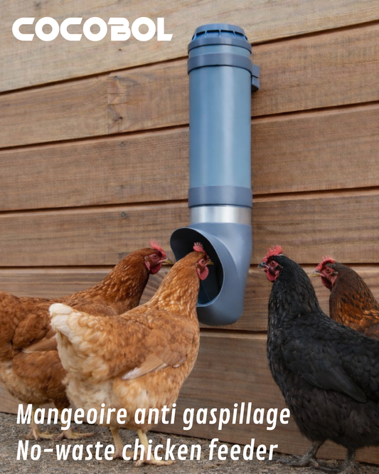 Mangeoire Cocobol anti-gaspillage suspendue fixée sur mur en bois, avec plusieurs poules en train de manger à l’ouverture